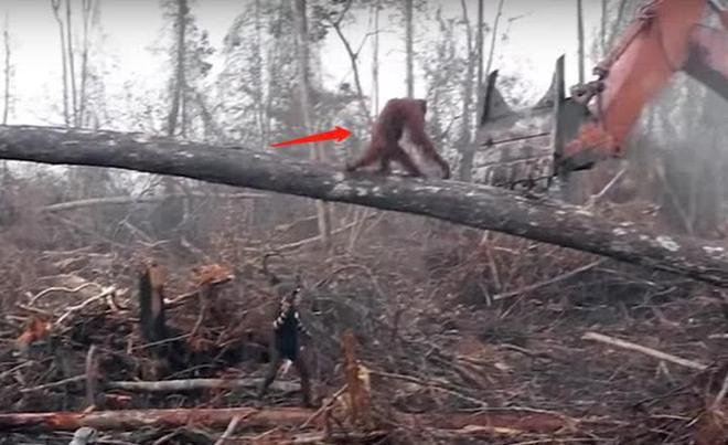 红毛猩爱体育猩为守护雨林家园与推土机绝望搏斗画面让人心碎(图1)